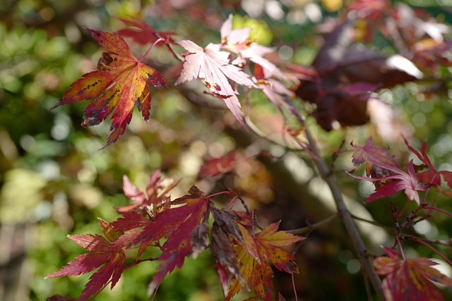 feuilles petit érable automne