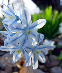 Chionodoxa, known as glory-of-the-snow