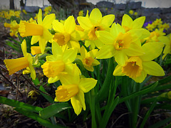 Narcissus cyclamineus february gold