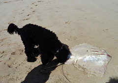 dead stingray on the beach