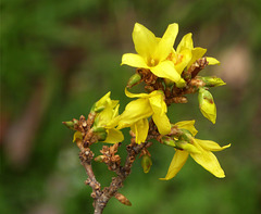 il giallo della Forsythia