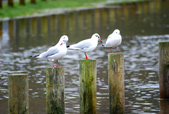 Black headed gull, winter plumage, sitting on a very submerged fence!
