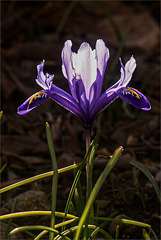 Mini-Iris