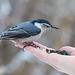 A bird in the hand is worth many in the bush