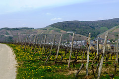 Weinberge bei Ahrweiler
