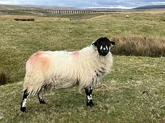 Ribblehead viaduct plus sheep
