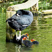 Coot and family