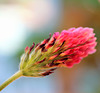 Blutklee - Inkarnatklee - Trifolium incarnatum