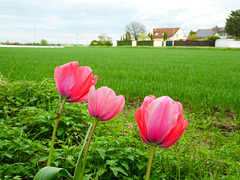 Rote Tulpen am Feldrand