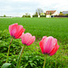 Rote Tulpen am Feldrand