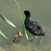 Coot & baby