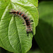 Vapourer moth (Orgyia antiqua) caterpillar
