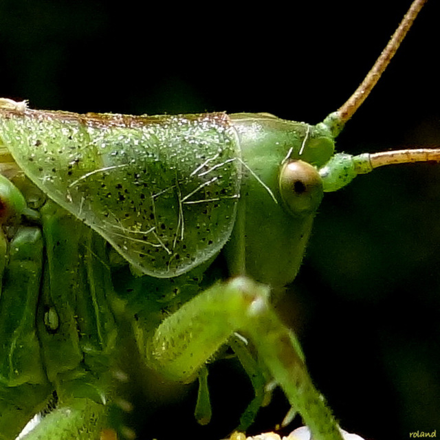 grande sauterelle verte , un mâle (Tettigonia viridissima)