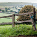 Seend, Wiltshire:  Fence