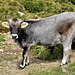 Tiroler Kühe