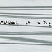 Canada Geese on ice at Pine Coulee Reservoir