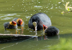 Coot with its chicks
