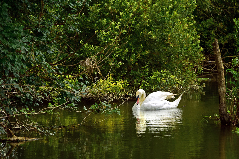 Swan at Cutt Mill.