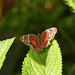 Scarlet peacock butterfly / Anartia amathea, female
