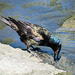 Common Grackle with a tiny fish