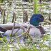 Drake mallard on the pond - the wife is nesting nearby