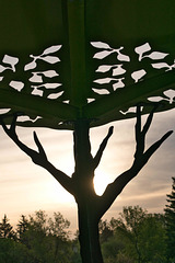 pergola detail after sunrise