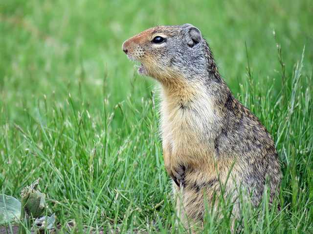 Columbian Ground Squirrel / Urocitellus columbianus
