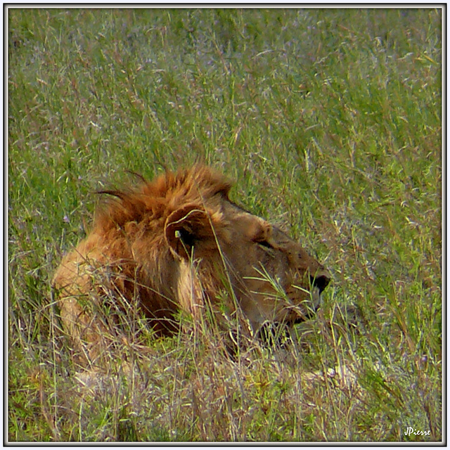 Lion au repos