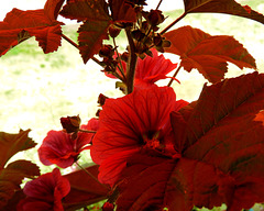 Red Leaf,,,Purple Flowers