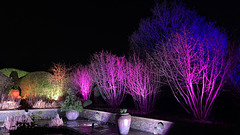 GLOW lights at RHS Harlow Carr gardens