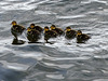 Mallard Ducklings at Ellesmere