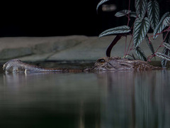 Crocodile lurking..