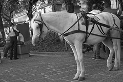 Street scene with horse