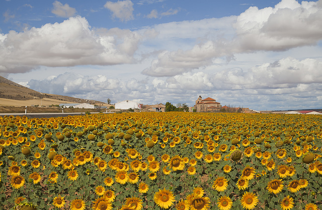 Champ de Tournesols, España Champ de Tournesols, España