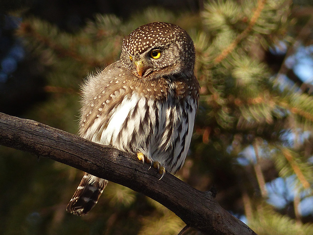 Popcan-sized Northern Pygmy-owl, from January 2015