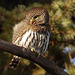 Popcan-sized Northern Pygmy-owl, from January 2015