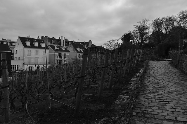 les vignes de Montmartre
