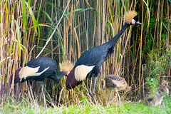 Crowned crane family
