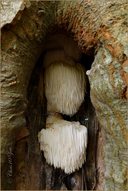 Lion's mane Mushroom ~ Pruikzwam (Hericium erinaceus)...