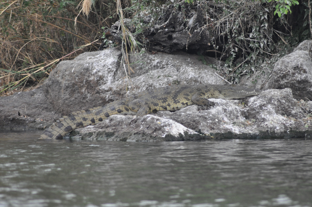 Krokodilo. Ĉobe Nacia Parko