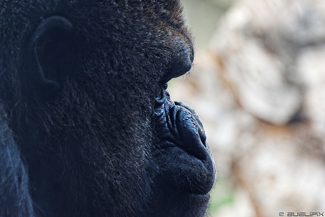 Gorilla im Bioparc Valencia (© Buelipix)