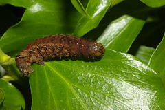 Caterpillar IMG_1151