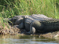 Day 4, Alligator, Leonabelle Turnbull Birding Centre, South Texas