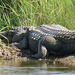 Day 4, Alligator, Leonabelle Turnbull Birding Centre, South Texas