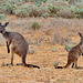 P1260952- Kangourous, balade découverte - Parc national Mungo.  03 mars 2020