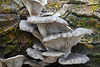 Pilzwelt im Winter (2) - Mushroom world in winter (2)