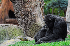 Schimpanse im Bioparc Valencia (© Buelipix)