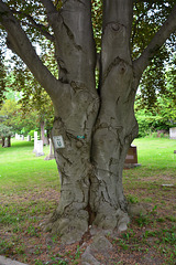 Canada 2016 – Toronto – Mt Pleasant Cemetery – Siamese trees