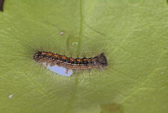 Paratized Caterpillar EF7A4285