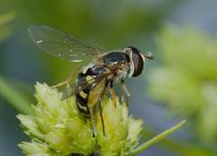 HoverflyIMG 6565